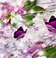 Image result for Lilac Desktop Background