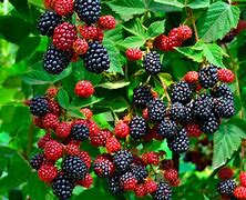 Image result for BlackBerry Pictures