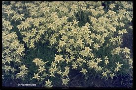 Image result for Leontopodium alpinum Mignon