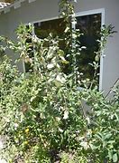 Image result for Grafted Apple Tree