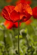 Image result for Red and Orange Poppies