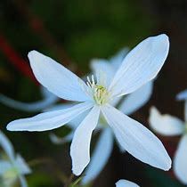 Image result for Clematis armandii