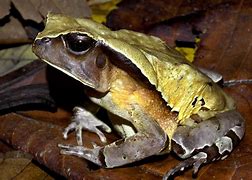 Image result for African Toad