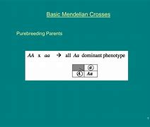 Image result for Mendelian Cross