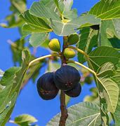 Image result for Ficus carica Noire de Bellone