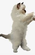 Image result for Cat Standing and Dancing Meme Image