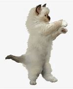 Image result for Happy Cat Danceing Meme