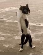 Image result for Excited Cat Jumping GIF