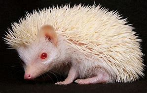 Image result for Albino African Pygmy Hedgehog