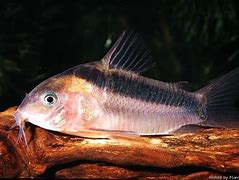 Image result for corydoras_rabauti