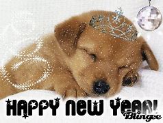 Image result for Happy New Year Animal Meme