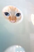 Image result for Peek A Boo Memes Animal