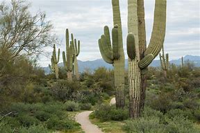 Image result for Cactus Landscape in Floridda