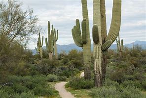 Image result for Best Plants for Desert Landscaping