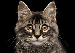 Image result for Gambar Kucing