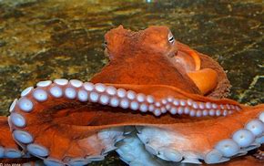 Image result for Octopus HD