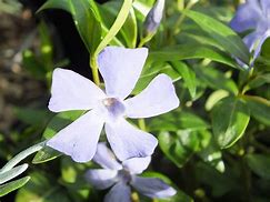 Image result for Vinca minor Bowles Variety
