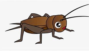 Image result for Cricket Insect Facts