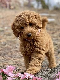 Image result for Labradoodle Puppy