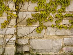 Image result for Vines On Stone Wall