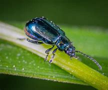 Image result for Supcase Unicorn Beetle