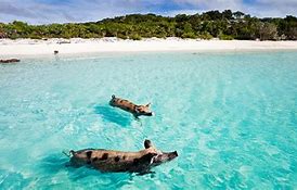 Image result for Pig Roast Exuma Bahamas