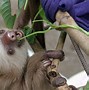 Image result for Adorable Baby Sloth
