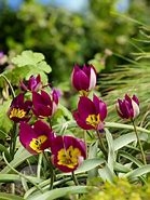Image result for Tulipa humilis Persian Pearl