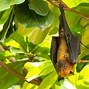 Image result for Golden-crowned Flying Fox Bat