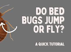 Image result for Bed Bugs Fly
