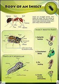 Image result for Facts About Insects
