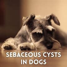 Image result for Benign Cysts On Dogs