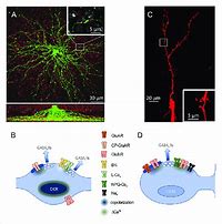 Image result for Synapse Confocal