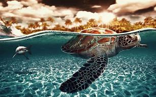 Image result for Sea Turtle Desktop