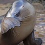 Image result for Adelaide Zoo Water Animals