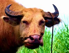 Image result for carabao