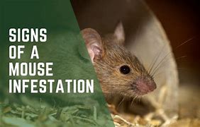 Image result for Mouse Infestation Signs