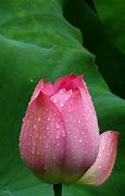Image result for Ios2 Lotus
