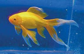Image result for Yellow Off Brand Goldfish