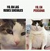 Image result for Gato Meme Español
