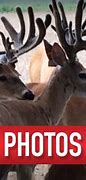 Image result for Non-typical Whitetail Deer