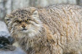 Image result for Pallas Cat Side View