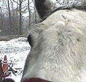 Image result for Bottom of a Horse Face