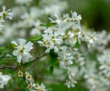 Image result for Shrub with White Flowers in Spring