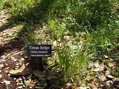 Image result for Carex Texensis Texas Sedge