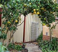 Image result for Fruit Trees in Front Yard