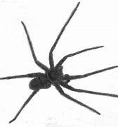 Image result for Biggest Huntsman Spider in the World
