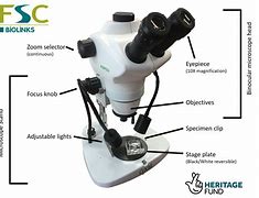 Image result for Microscope 10X 40X 100X