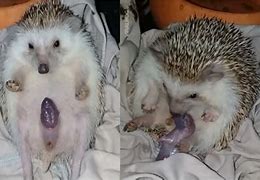 Image result for Pregnant Hedgehog