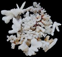 Image result for Small White Coral Pieces